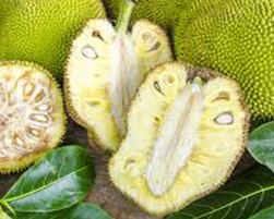 coco peat